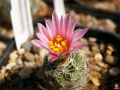 Turbinicarpus pseudomacrochele ssp. pseudomacrochele