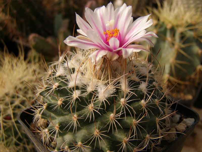 Файл:Turbinicarpus saueri ssp. nelissae 4.jpg