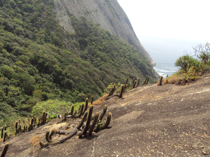 Файл:Coleocephalocereus fluminensis 1.jpg