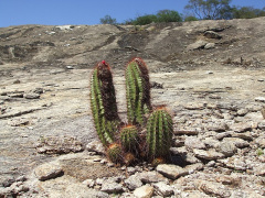 Coleocephalocereus purpureus 1.JPG