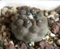 Copiapoa hypogaea ssp. hypogaea 3.jpg