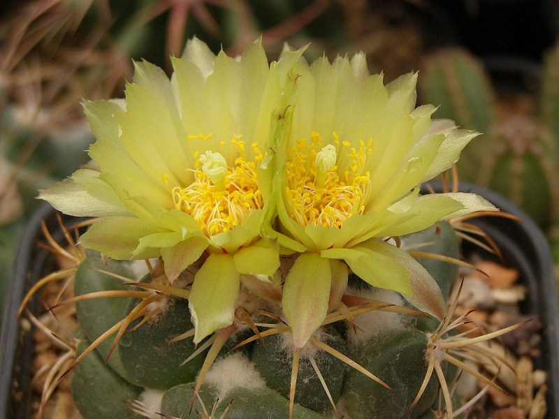 Файл:Coryphantha pycnacantha 2.jpg