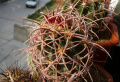 Echinocactus polycephalus ssp. polycephalus PP173