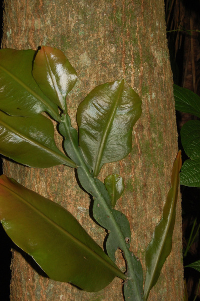 Файл:Epiphyllum grandilobum 1.jpg