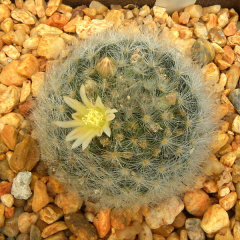 Mammillaria albicoma.jpg