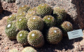 Mammillaria polythele 10.jpg