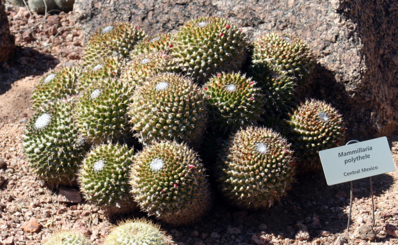 Файл:Mammillaria polythele 10.jpg