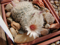 Mammilloydia candida.jpg