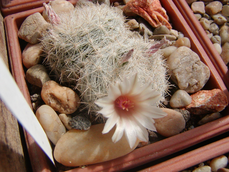 Файл:Mammilloydia candida.jpg