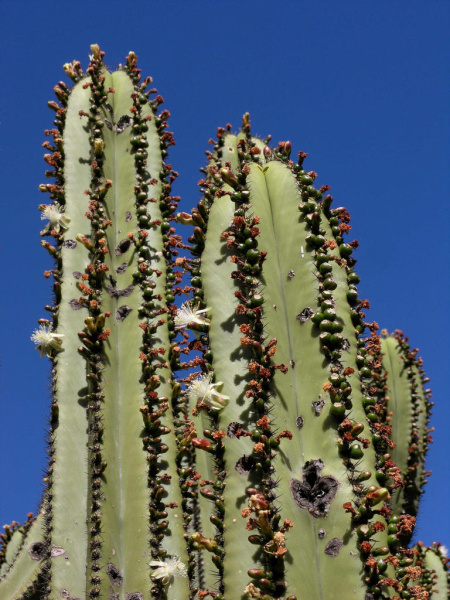 Файл:Myrtillocactus schenckii 03.jpg