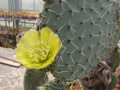Opuntia streptacantha