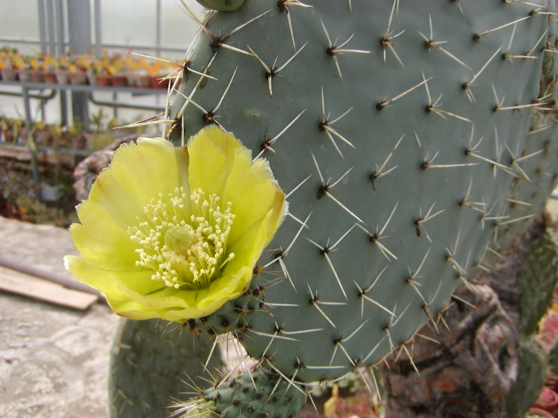 Файл:Opuntia streptacantha.jpg