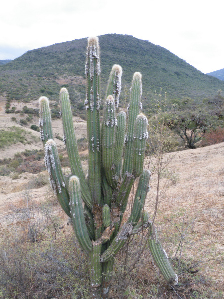 Файл:Pilosocereus chrysacanthus 0.jpg