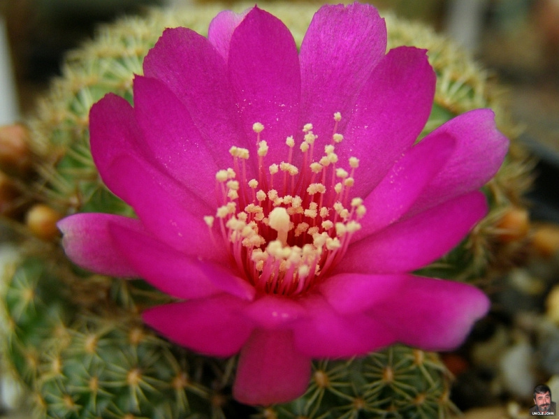 Файл:Rebutia mentosa ssp. mentosa 2.jpg