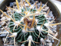 Stenocactus sp.