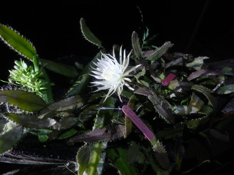 Файл:Strophocactus wittii 1.jpg