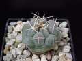 Thelocactus hexaedrophorus ssp. hexaedrophorus SB 291.JPG