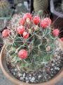 Thelocactus setispinus 3.jpg