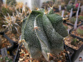 Astrophytum ornatum