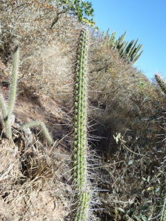 Cleistocactus santacruzensis 94.JPG