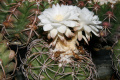 Discocactus bahiensis