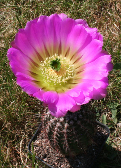 Echinocereus reichenbachii ssp. armatus 1.jpg