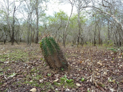Echinopsis rhodotricha ssp. chacoana 1.JPG
