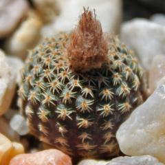 Frailea buenekeri ssp. buenekeri.jpg