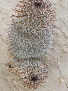 Mammillaria hutchisoniana h1.jpg