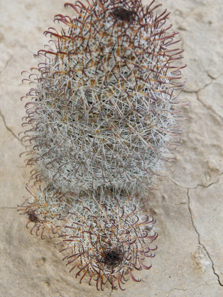 Файл:Mammillaria hutchisoniana h1.jpg