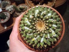 Mammillaria marksiana.jpg