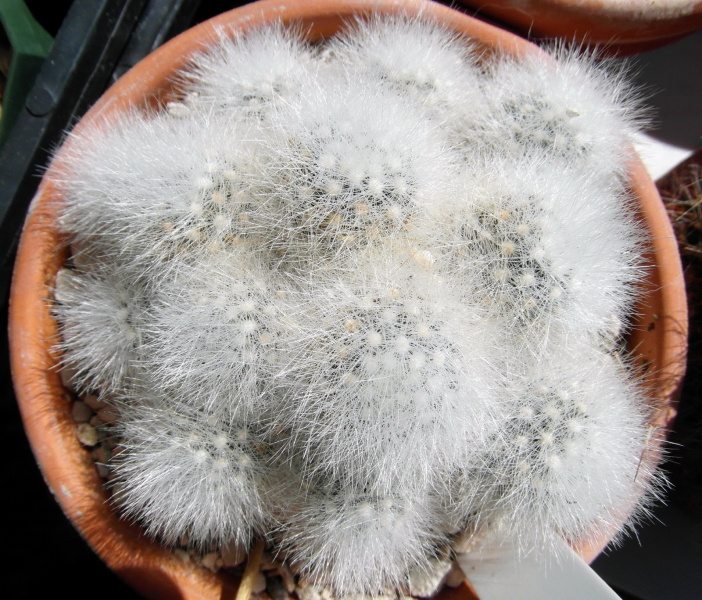 Файл:Mammillaria schwarzii 67.JPG