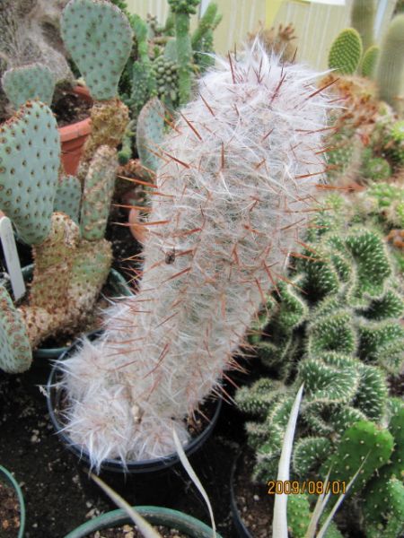 Файл:Oreocereus trollii 04.jpg