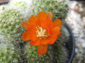 Rebutia pulvinosa ssp. pulvinosa 3.jpg