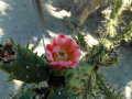 Austrocylindropuntia subulata 24.JPG