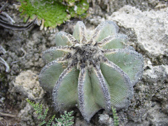 Aztekium hintonii 7h.jpg