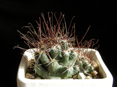 Cumarinia odorata 1.jpg