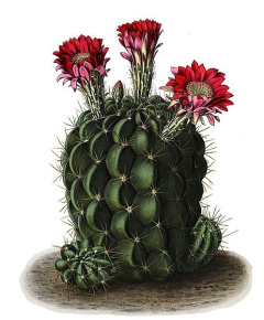 Echinopsis pentlandii.jpg