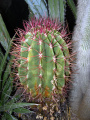 Ferocactus pilosus 5.JPG