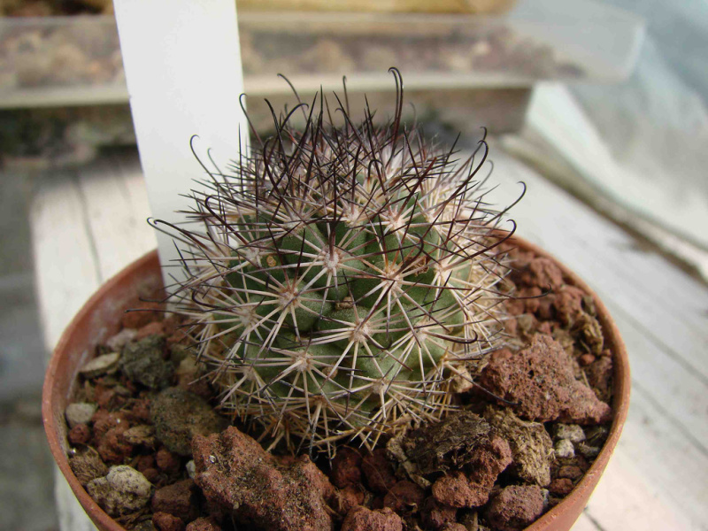Файл:Mammillaria blossfeldiana 2.jpg