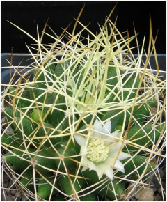Mammillaria decipiens albescens.jpg