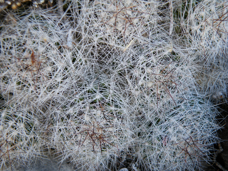 Файл:Mammillaria kraehenbuehlii 5.jpg
