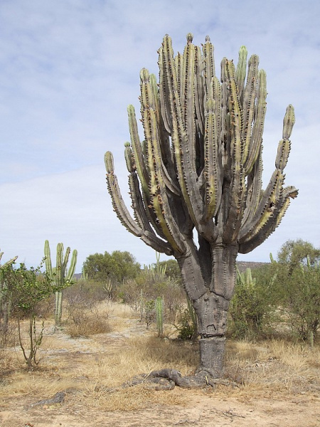 Файл:Neoraimondia herzogiana 1.JPG