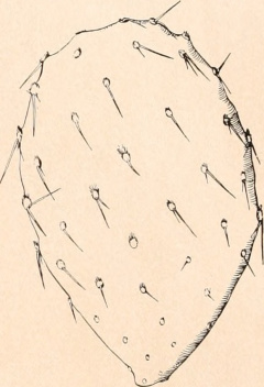 Opuntia wilcoxii 0.jpg
