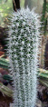 Pachycereus gatesii