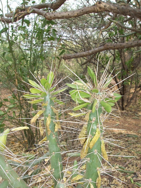 Файл:Quiabentia verticillata 6.JPG