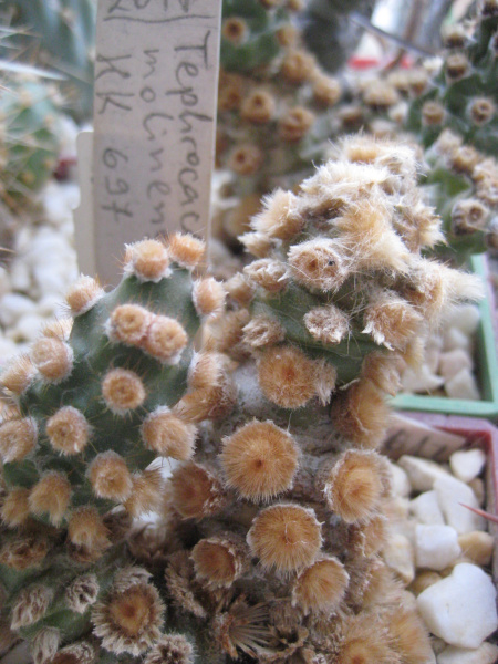 Файл:Tephrocactus molinensis HK 697.jpg