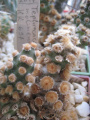 Tephrocactus molinensis HK 697