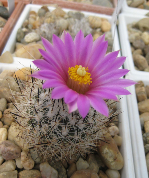 Файл:Turbinicarpus beguinii ssp. beguinii.jpg