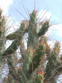 Austrocylindropuntia subulata ssp. exaltata
